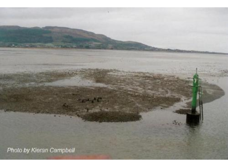 SHM at Shell Island in Dundalk Bay
