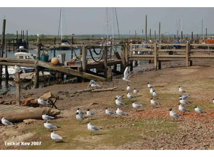 Staging Moorings