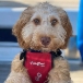 Captain Herbert